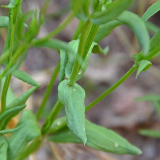 Zeltnera arizonica, Arizona Centaury 
(= Centaurium arizonicum)